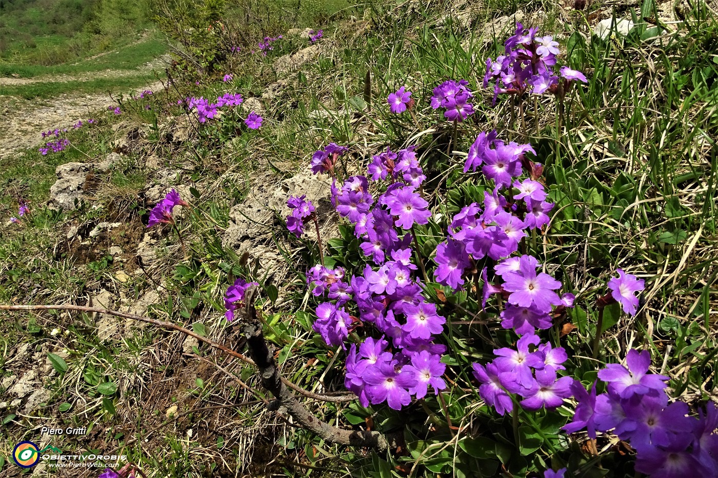 74 Fioriture di Primula di Lombardia (Primula glaucescens).JPG